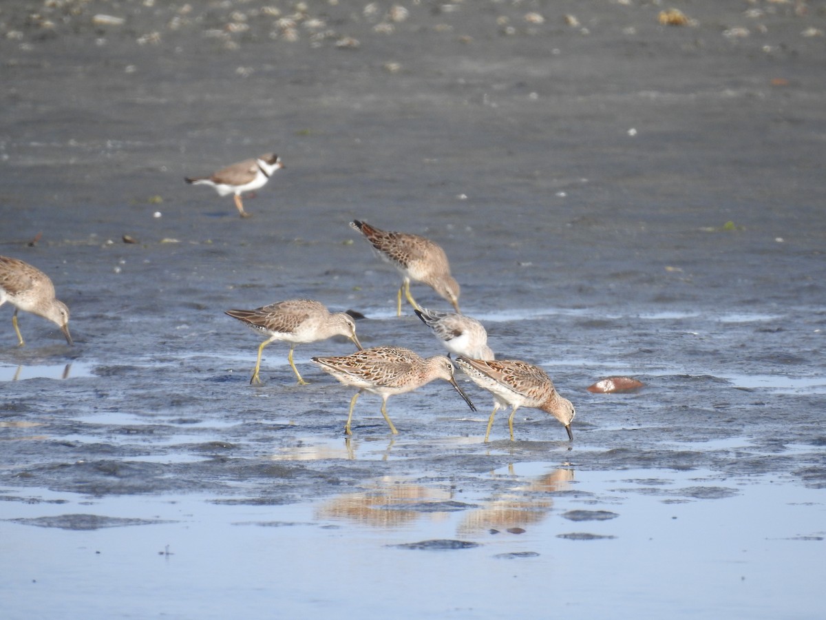 Short-billed Dowitcher - ML225210831