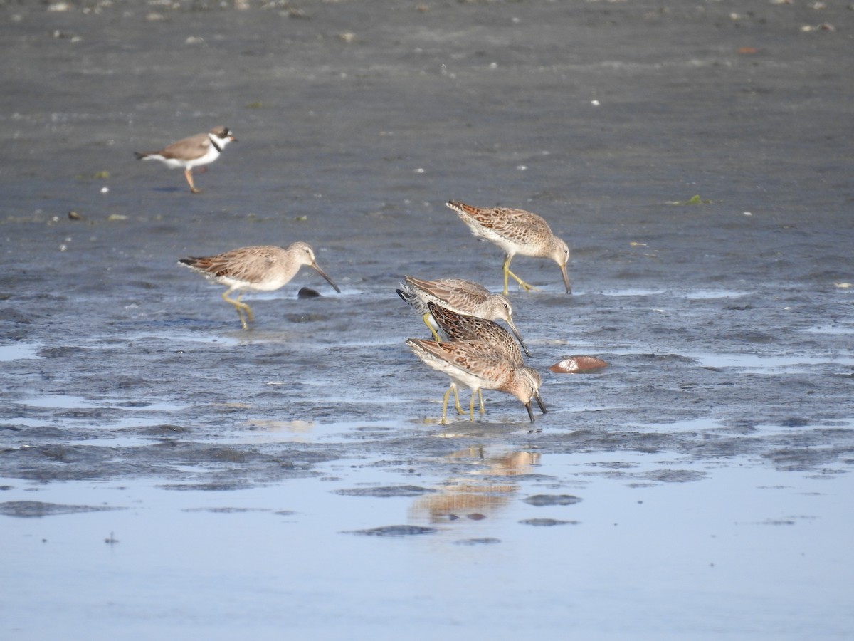 Short-billed Dowitcher - ML225210931