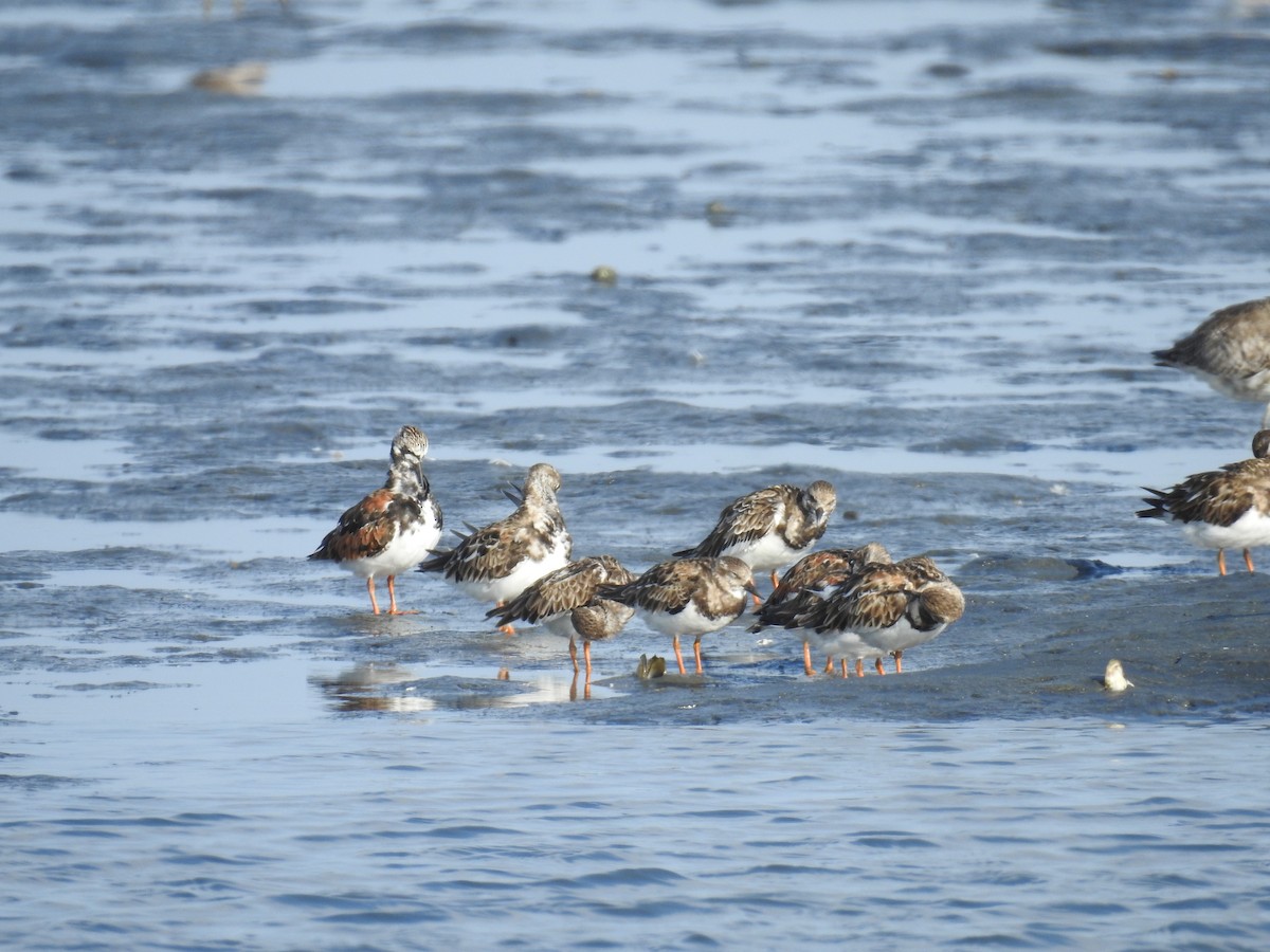 Ruddy Turnstone - ML225210991