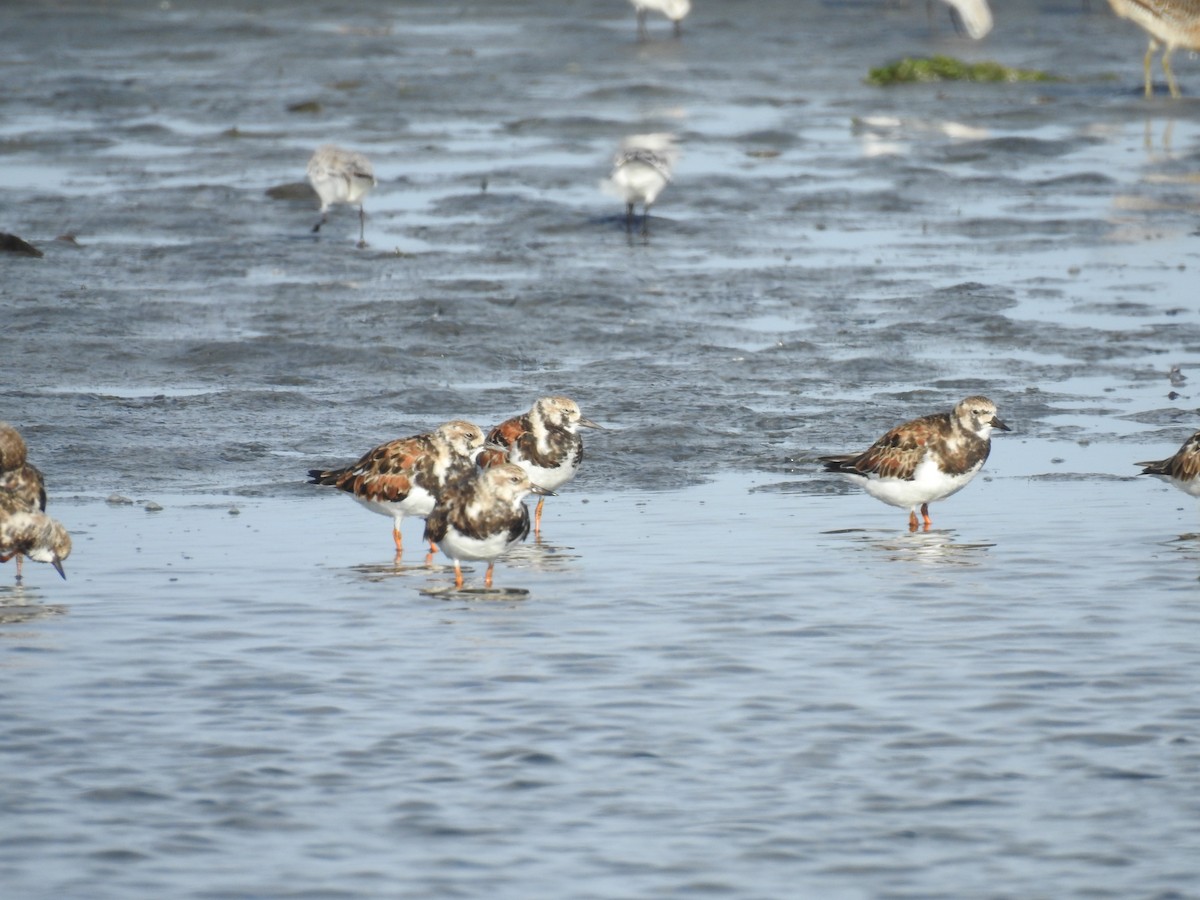 Ruddy Turnstone - ML225211021