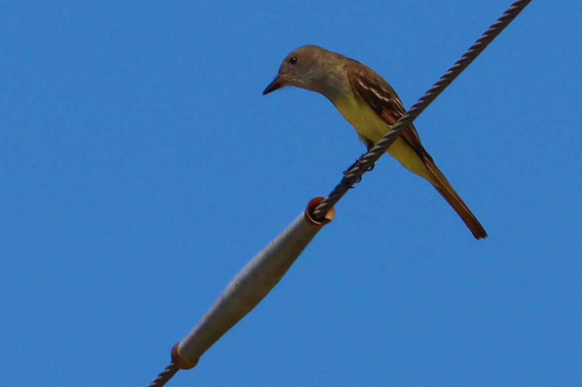Great Crested Flycatcher - ML225211161