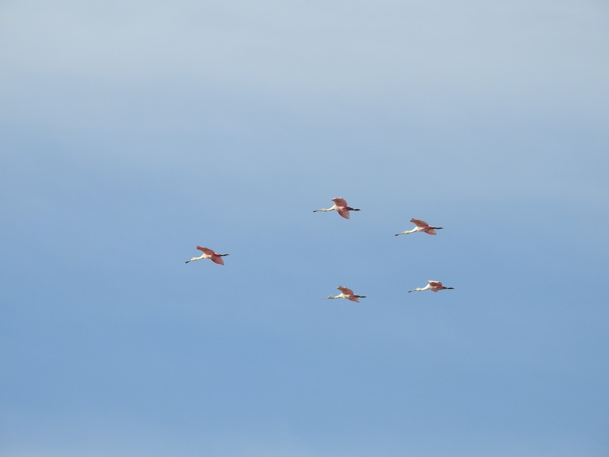 Roseate Spoonbill - ML225211331