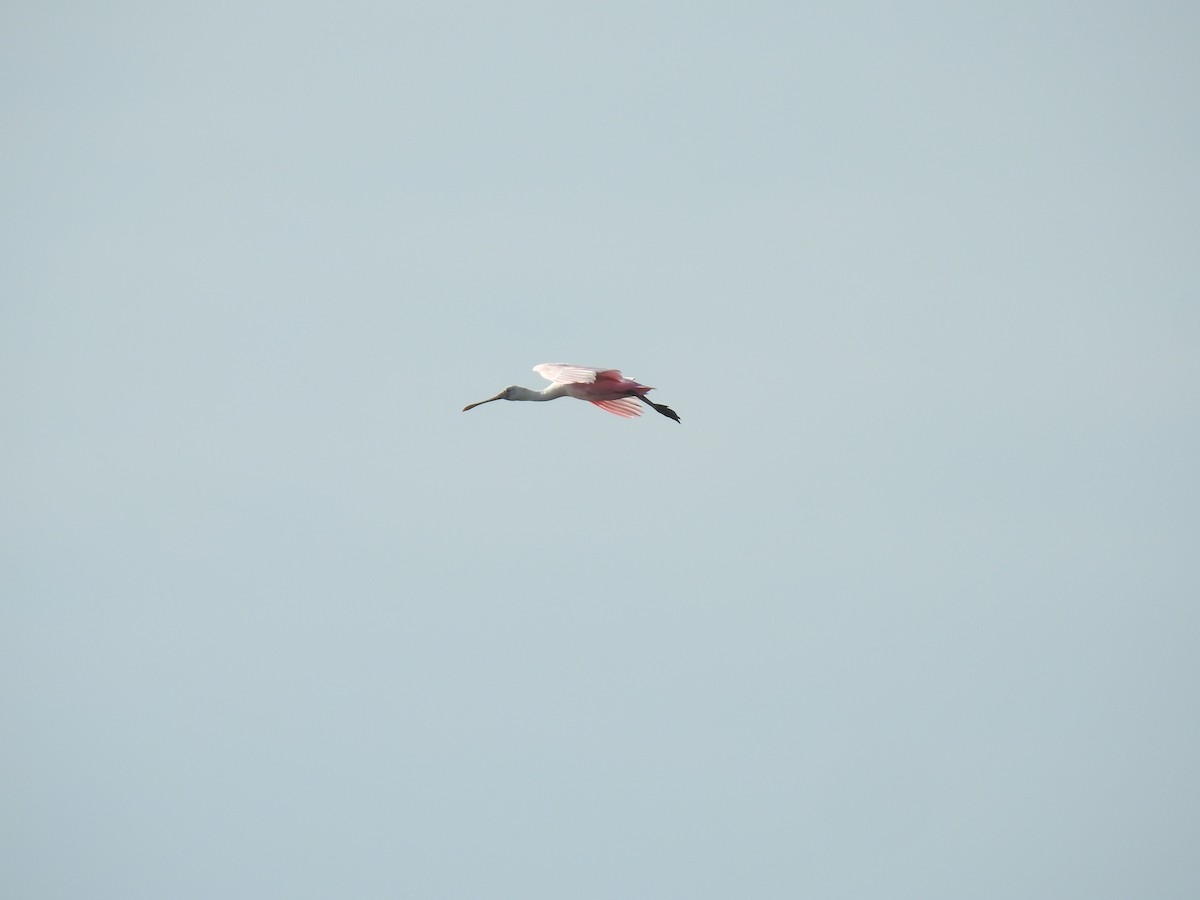 Roseate Spoonbill - ML225211381