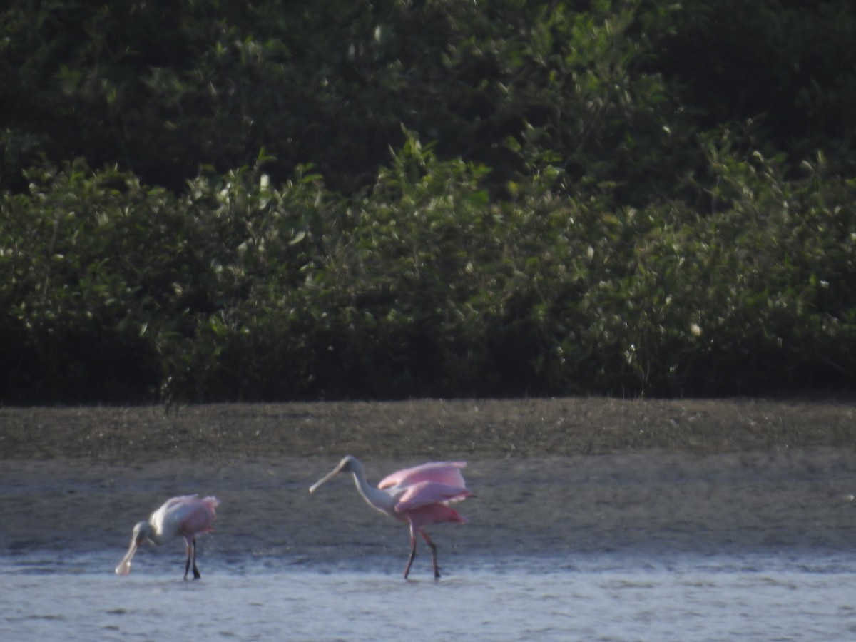 Roseate Spoonbill - ML225211491