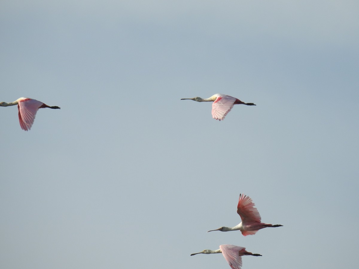 Roseate Spoonbill - ML225211511