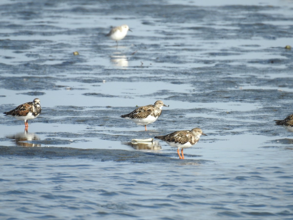 Ruddy Turnstone - ML225211871