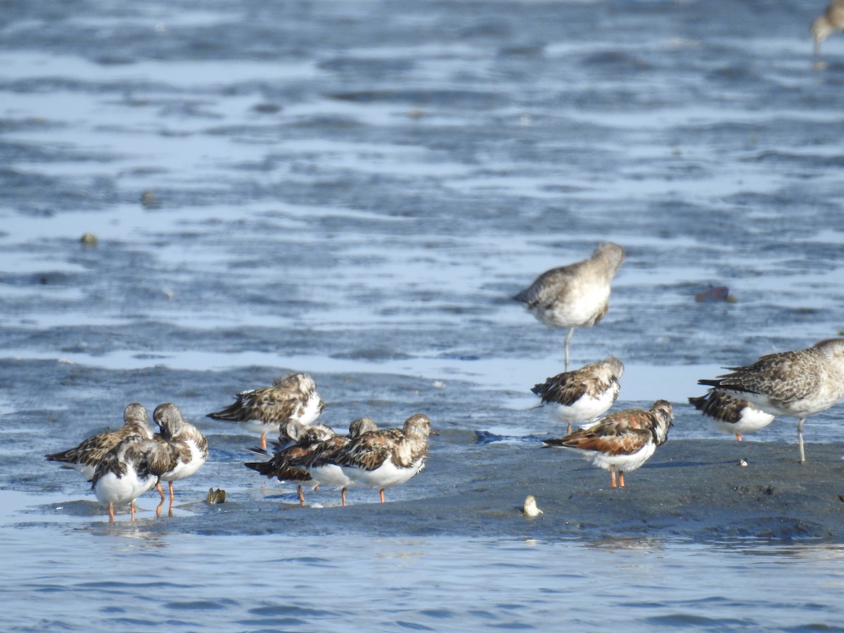 Ruddy Turnstone - ML225211891