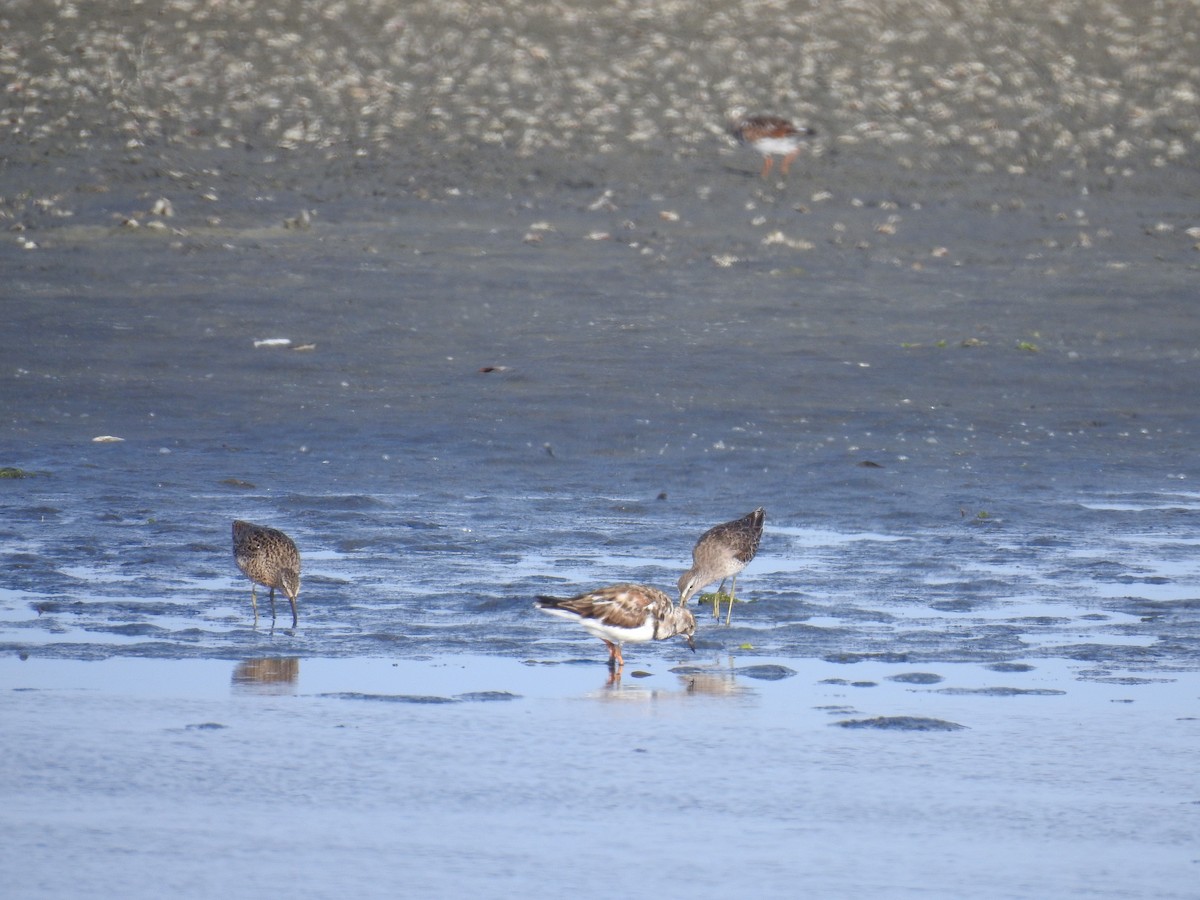 Ruddy Turnstone - ML225211961