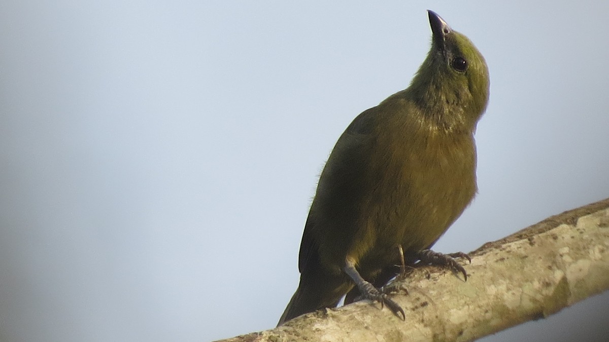 Palm Tanager - ML225212731