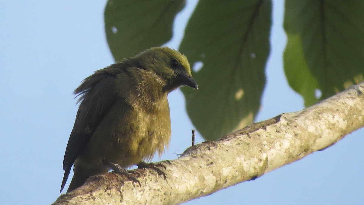 Palm Tanager - ML225212741