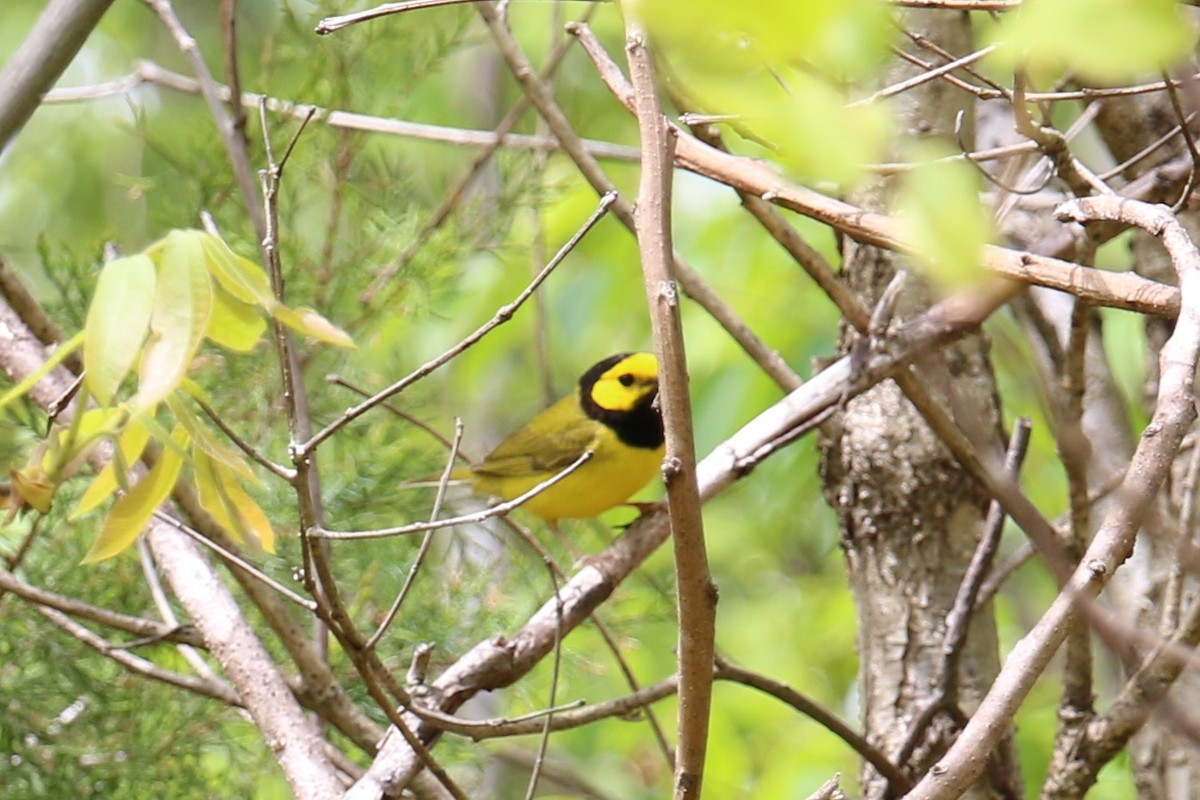 Reinita Encapuchada - ML225214841