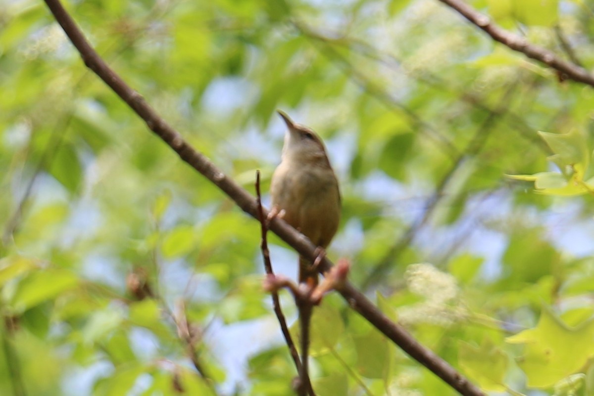 Cucarachero de Carolina - ML225214851