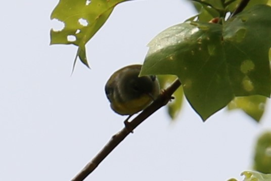 Parula Norteña - ML225214921