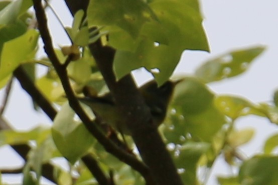 Parula Norteña - ML225214931