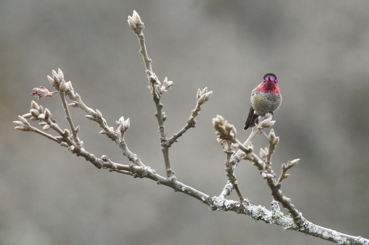 Anna's Hummingbird - ML225216831