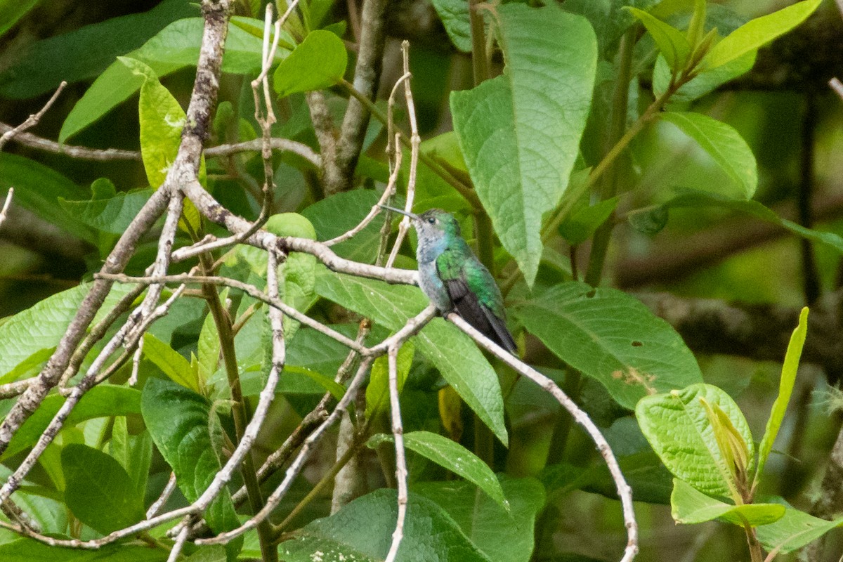 kolibřík safírový - ML225217521
