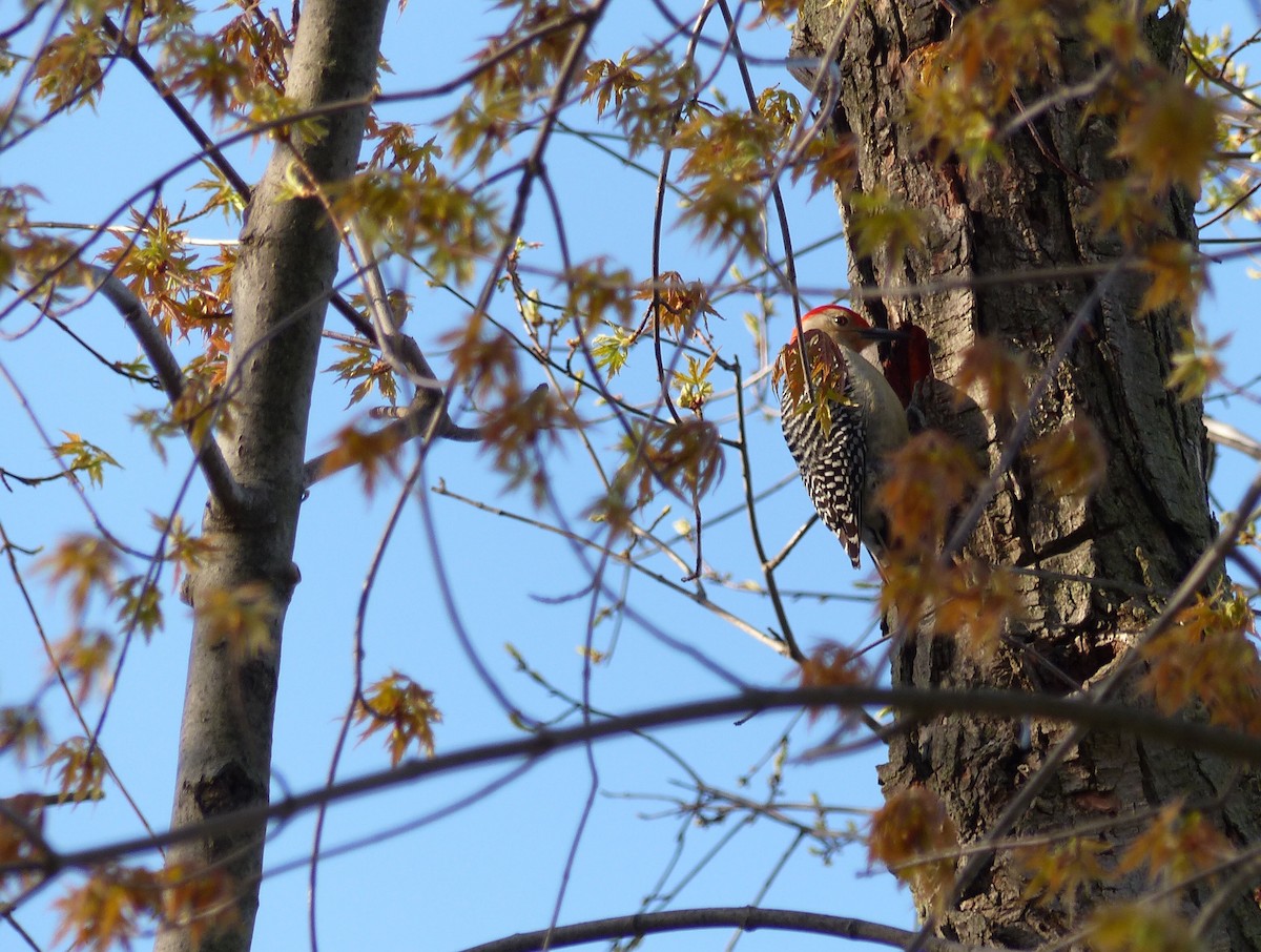 Red-bellied Woodpecker - ML225218211