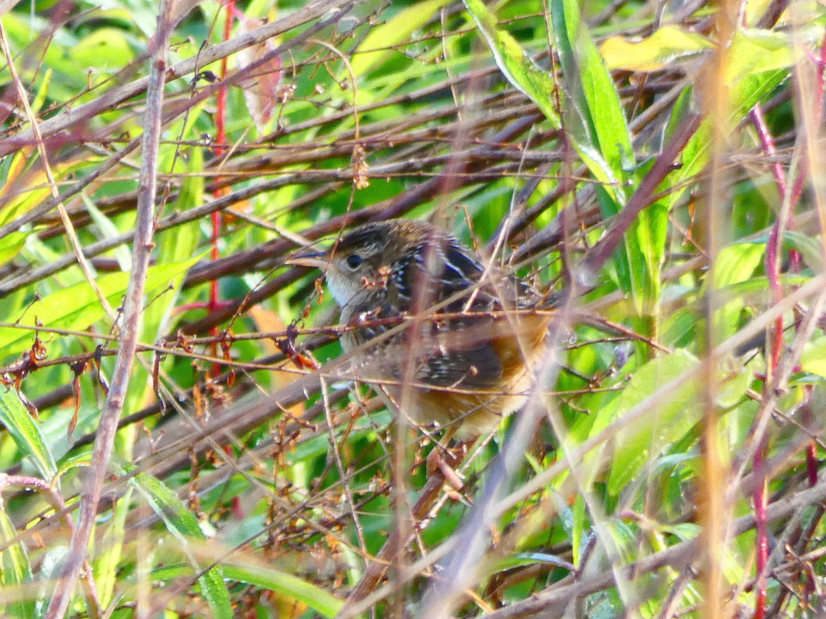 Sedge Wren - ML225219191