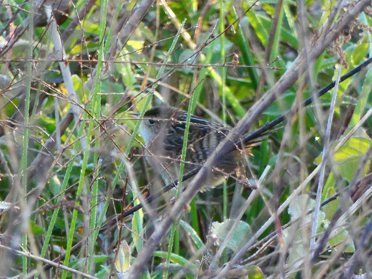 Sedge Wren - ML225219211