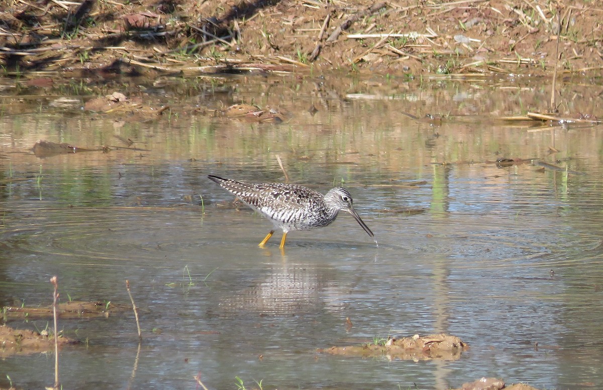 Greater Yellowlegs - Elton Morel