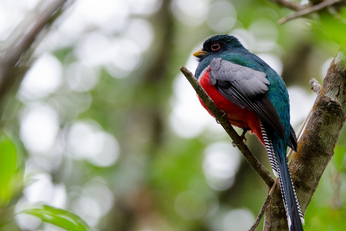 Collared Trogon - ML225220661