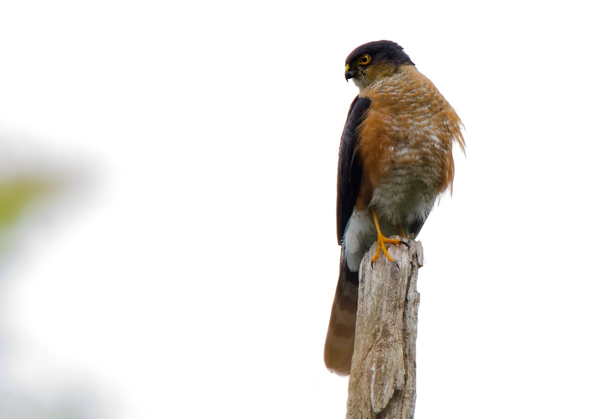 Sharp-shinned Hawk - ML225221081