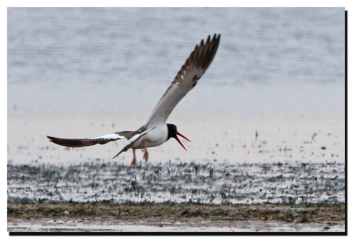 American Oystercatcher - ML225222871