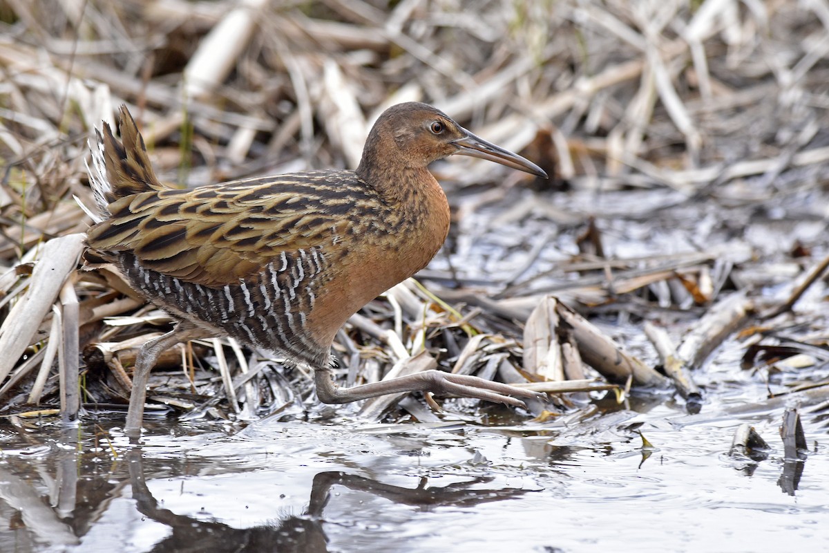 King Rail - Daniel Irons