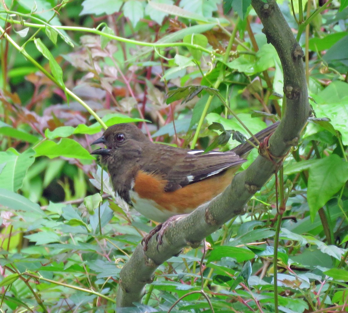 Eastern Towhee - ML225224231