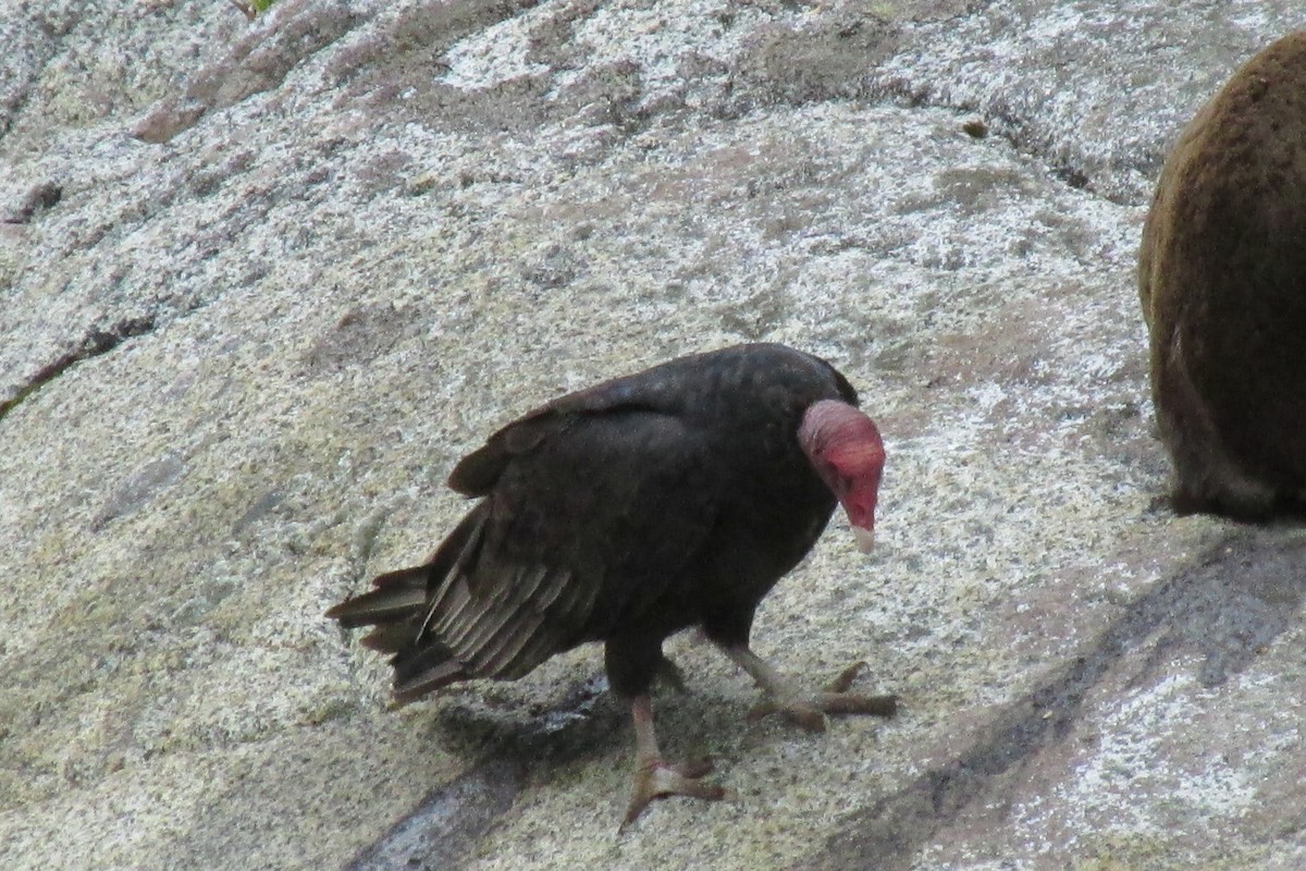 Turkey Vulture - ML225225191