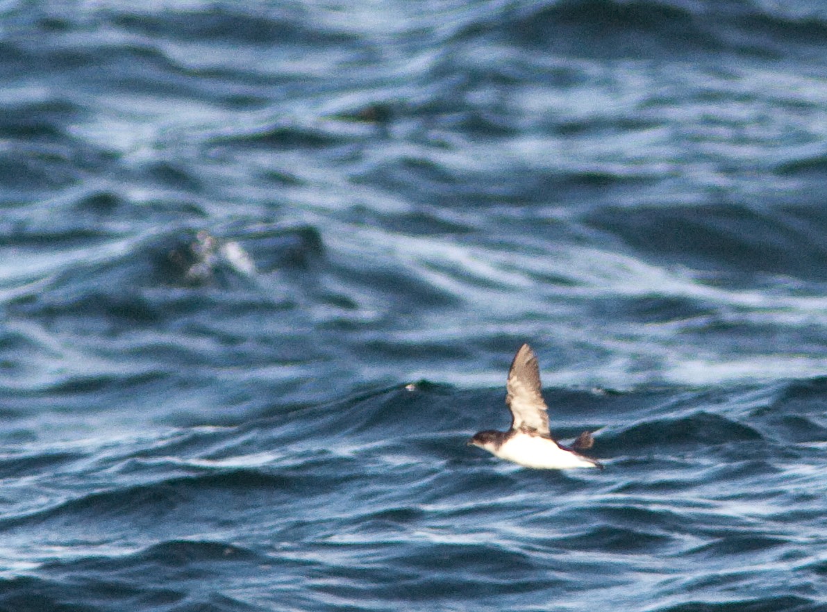 Common Diving-Petrel - ML225225471