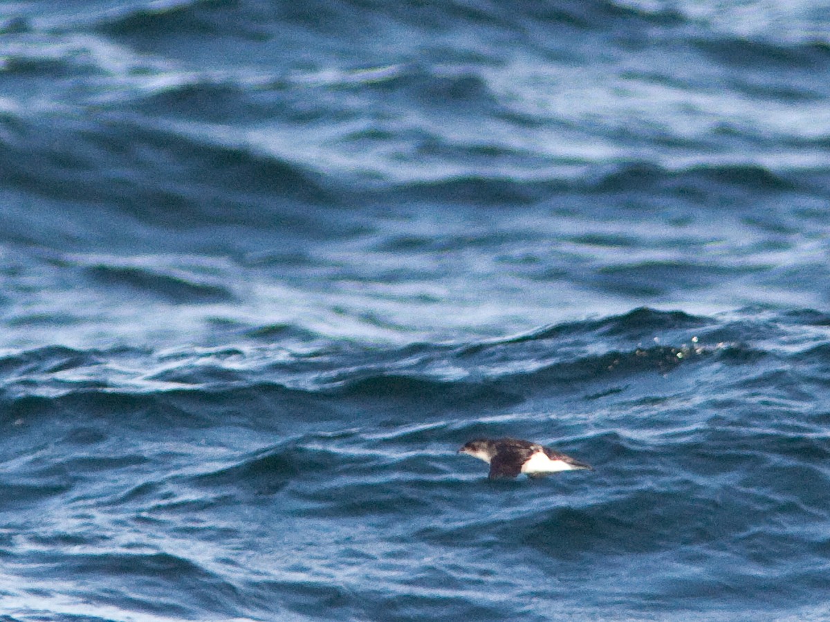 Common Diving-Petrel - John Sterling