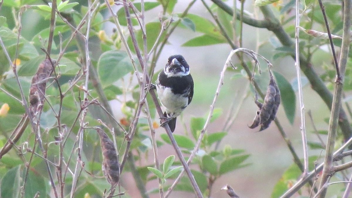 Variable Seedeater - Gina  Nuñez