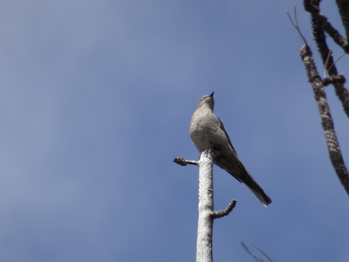 Townsend's Solitaire - ML225226191