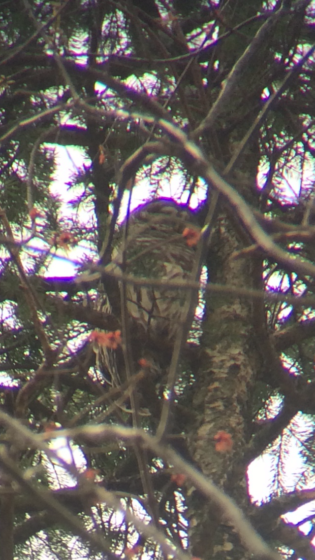 Barred Owl - ML225226281
