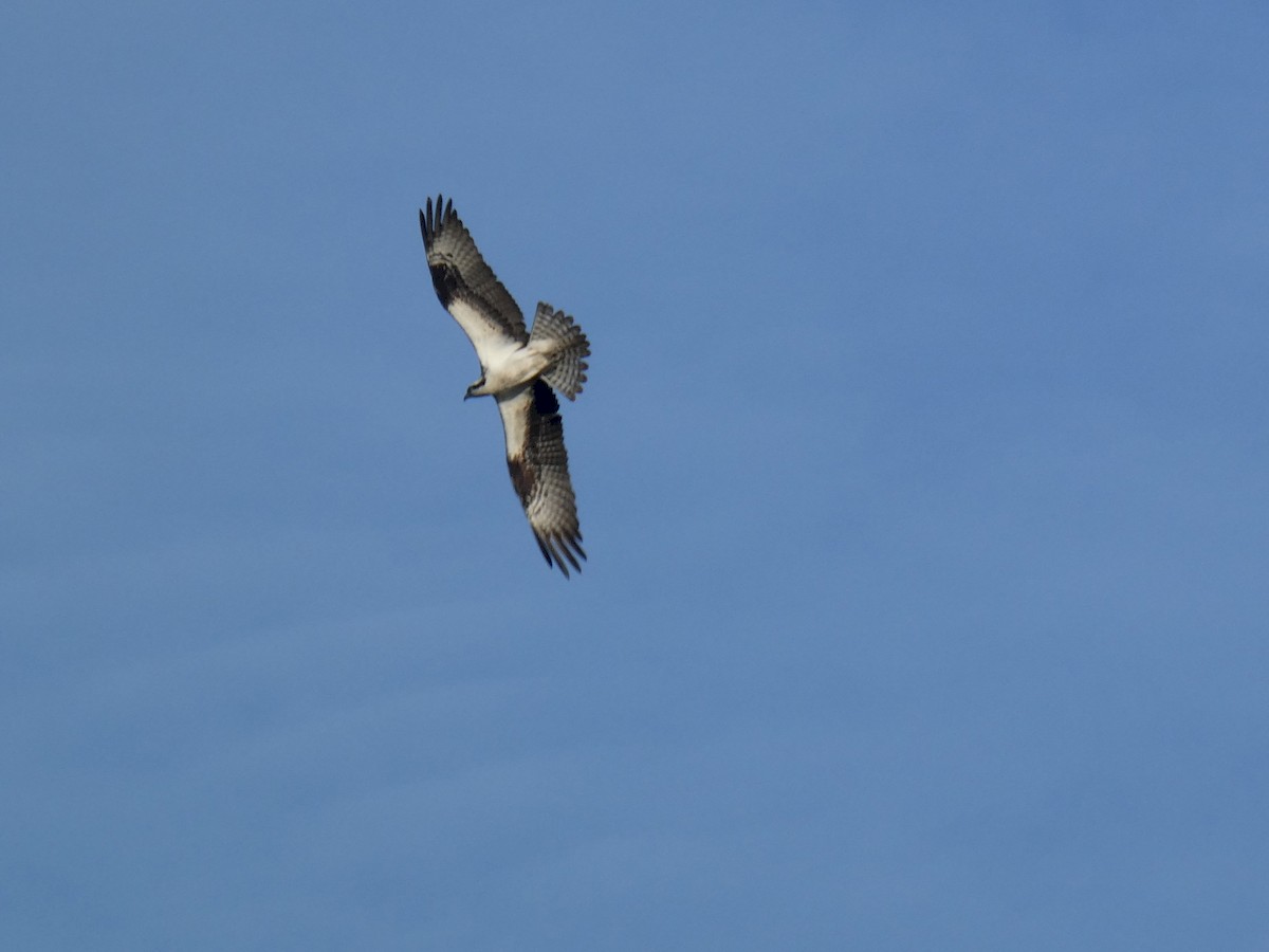 Osprey - Ned Wallace & Janet Rogers