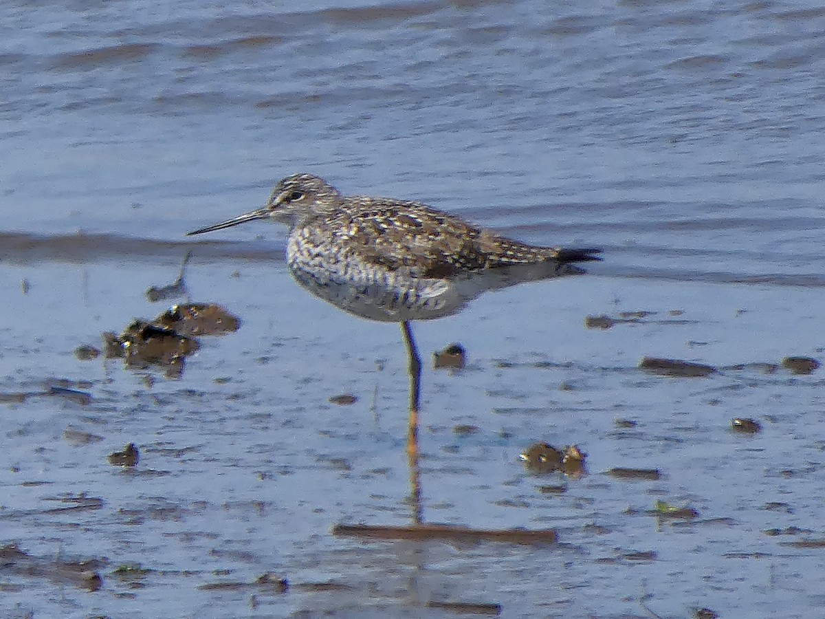 Greater Yellowlegs - JC Fazio-Cohen