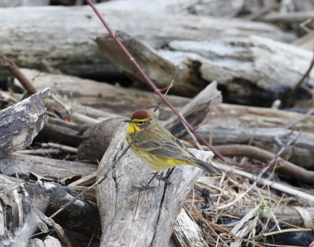 Palm Warbler - ML225230131