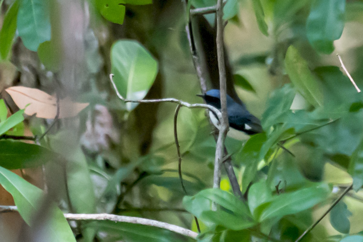 Black-throated Blue Warbler - Gabrielle Harrison