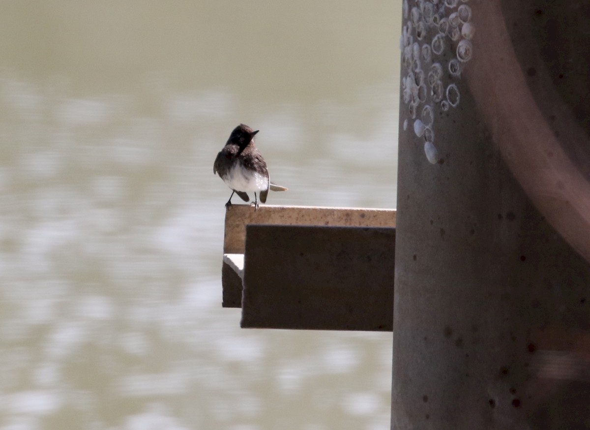 Black Phoebe - ML225231221