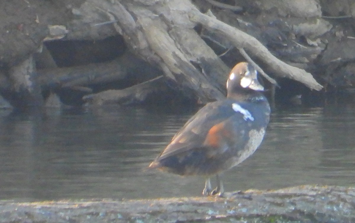 Harlequin Duck - Keith Neff
