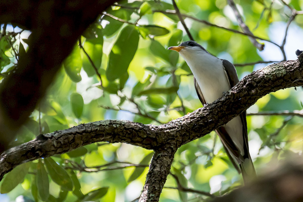 Yellow-billed Cuckoo - ML225231611