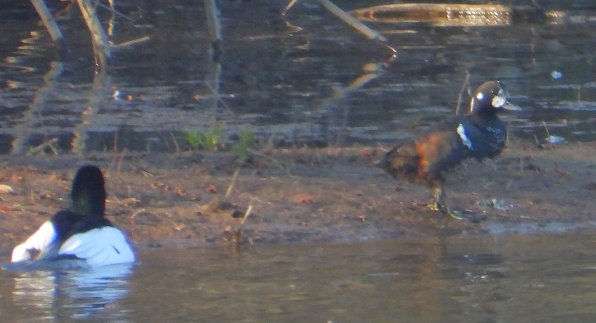 Harlequin Duck - Keith Neff