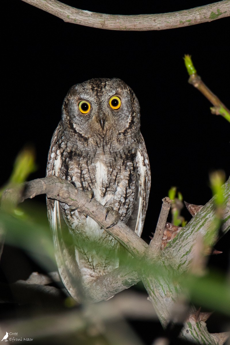 Eurasian Scops-Owl - ML225232491