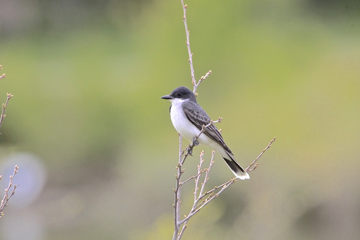 Eastern Kingbird - Vickie Baily