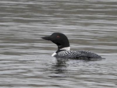 Common Loon - Gregory Carpenter