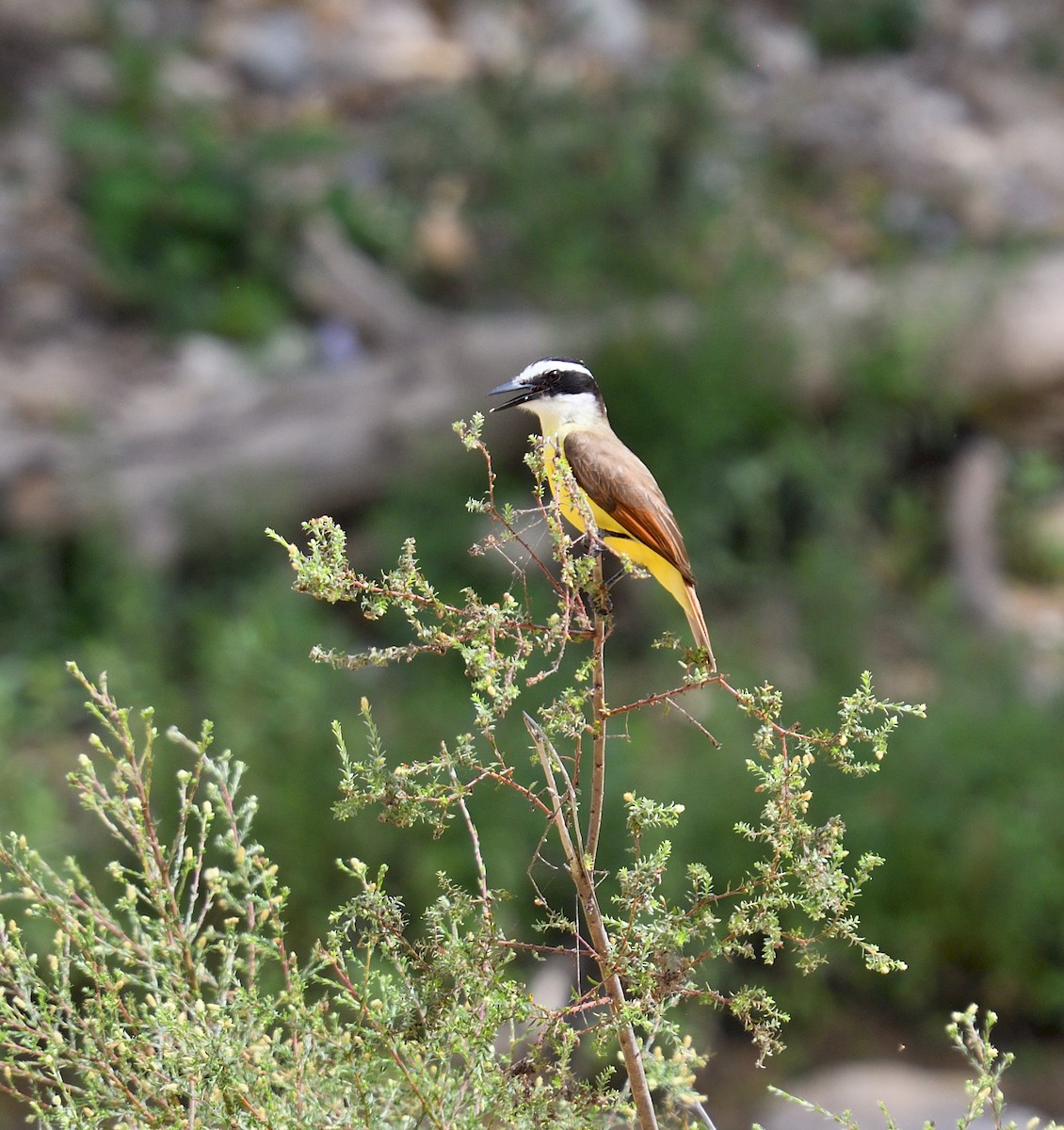 Great Kiskadee - ML225236591