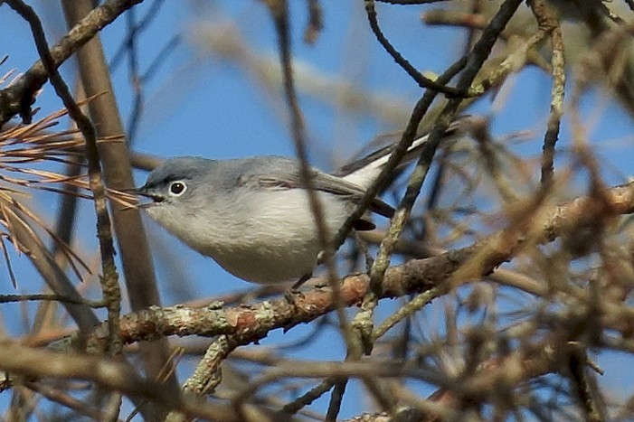 Blue-gray Gnatcatcher - ML225236611