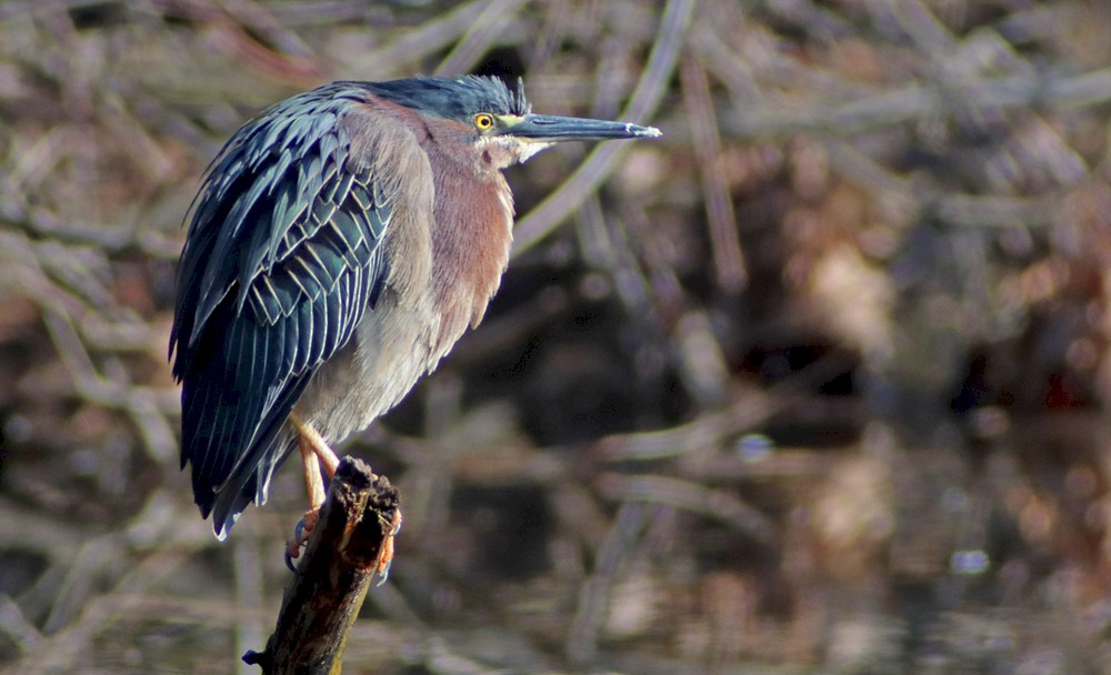 Green Heron - ML225238201