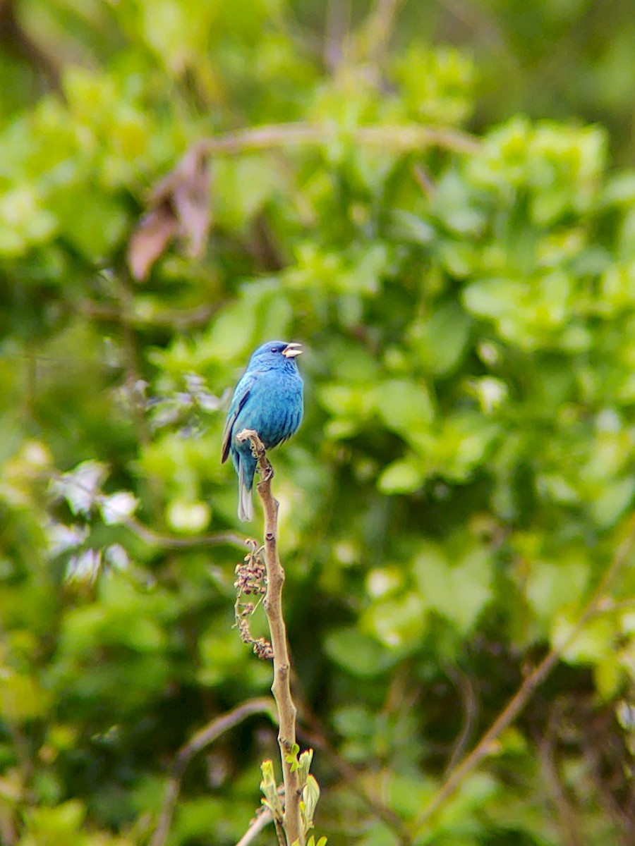 Indigo Bunting - ML225238771